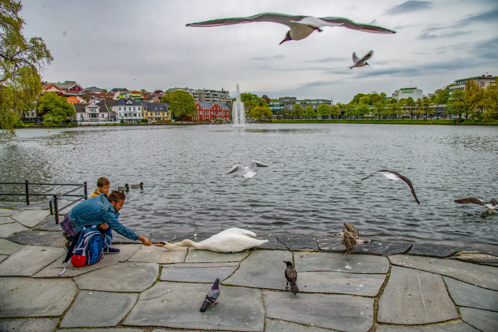 Aves junto a la orilla del lago Breiavatnet, en Byparken