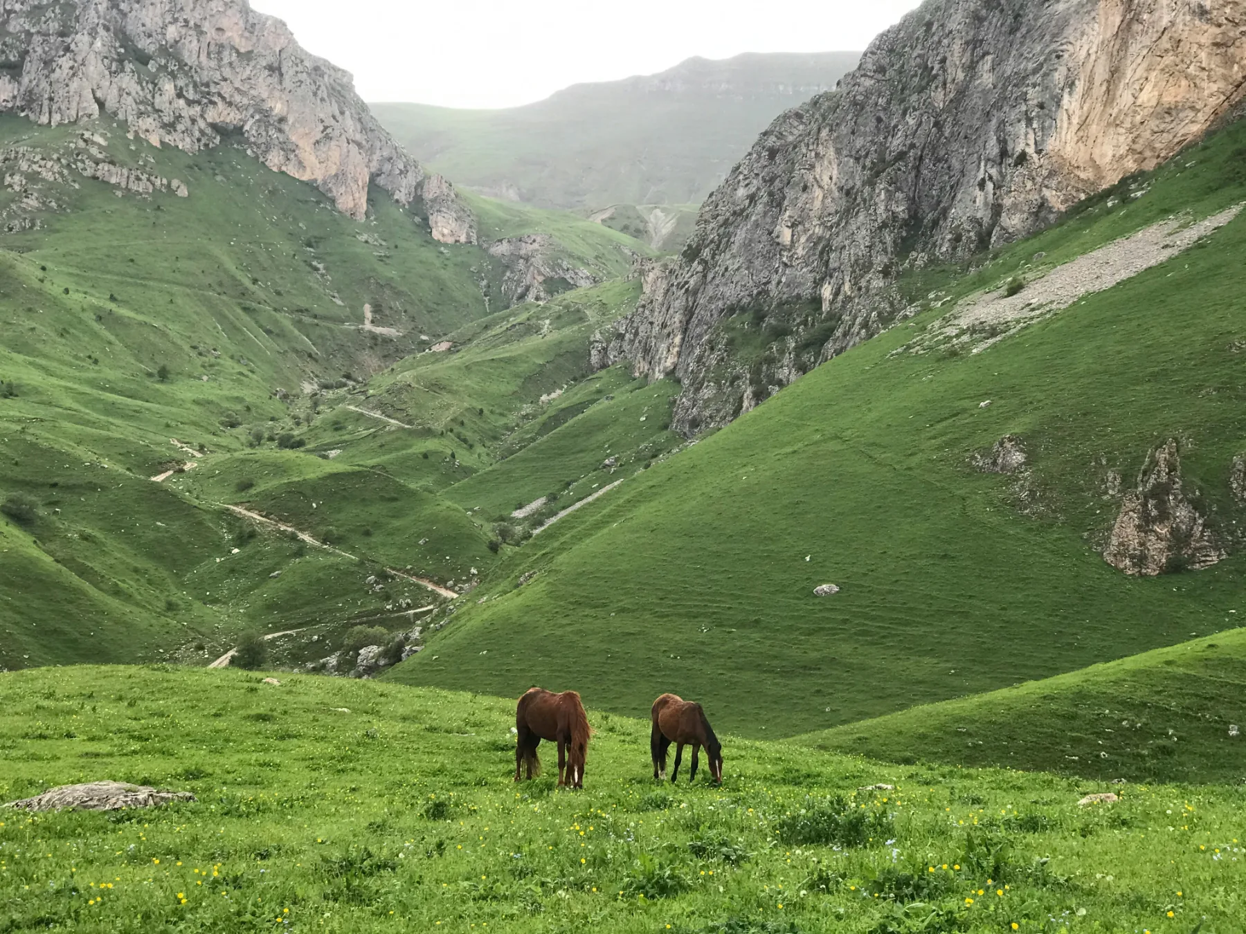 Dos caballos pastan en un valle verde de la región armenia de Tavush