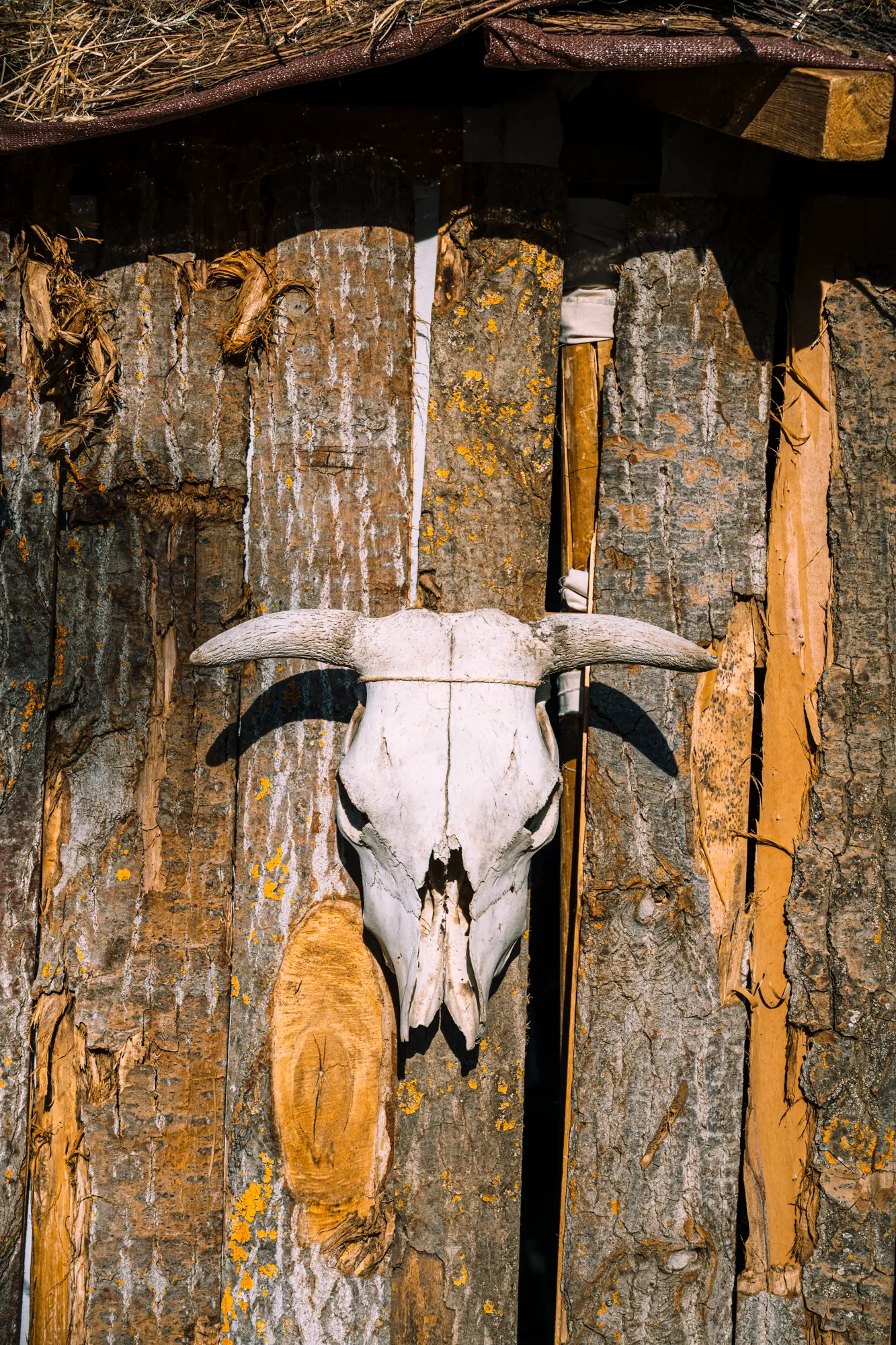 Cráneo de animal decorando una palloza astur