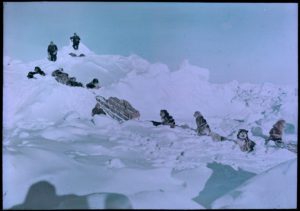 Perros en la nieve