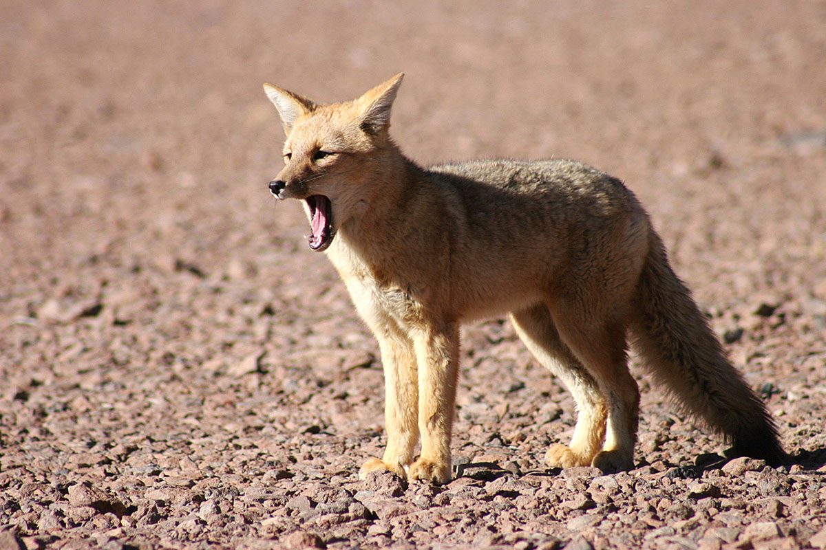 Un zorro del desierto de Atacama