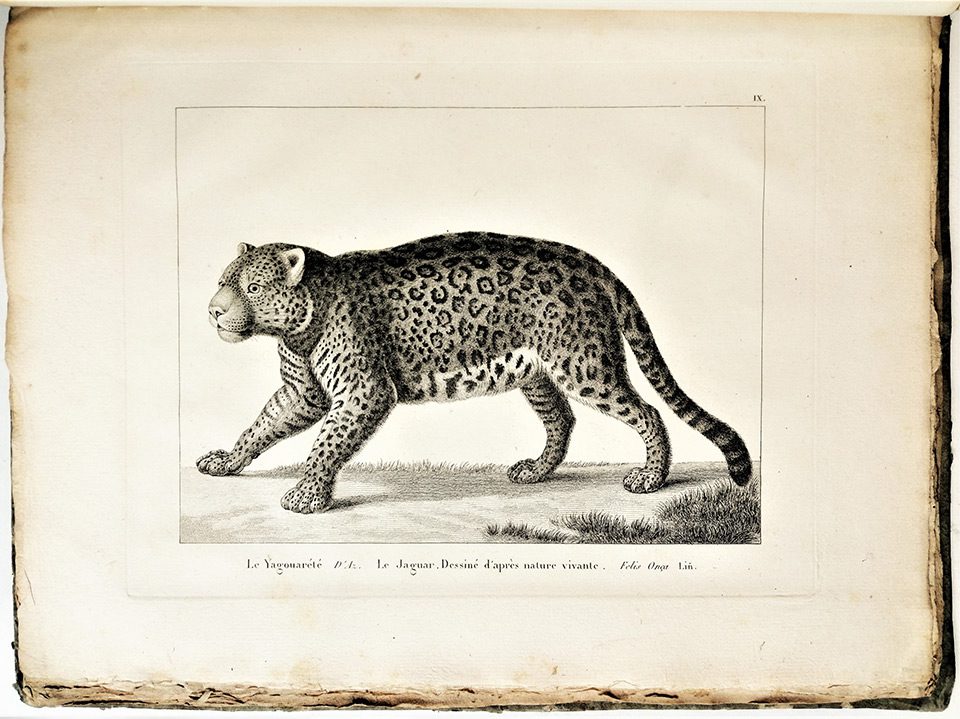 Dibujo jaguar Félix de Azara