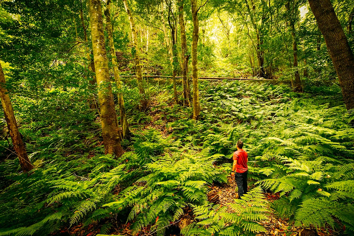 Bosque de Los Tilos - La Palma