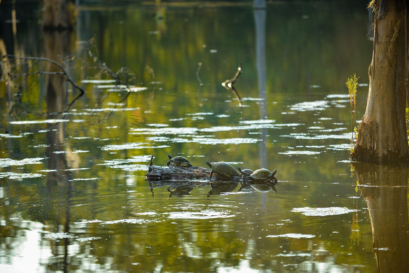 Sam Houston Jones State Park