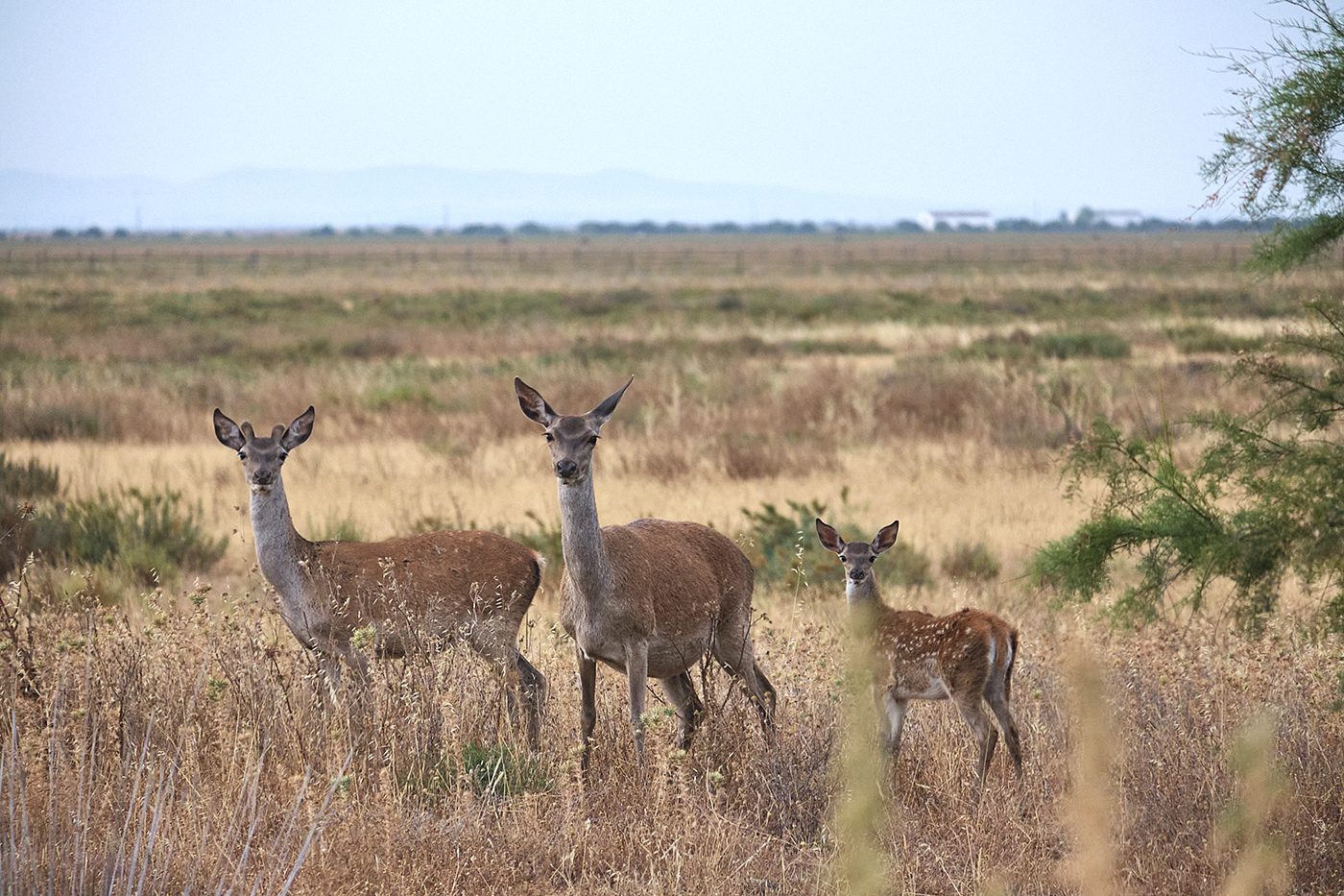 Ciervos en Doñana