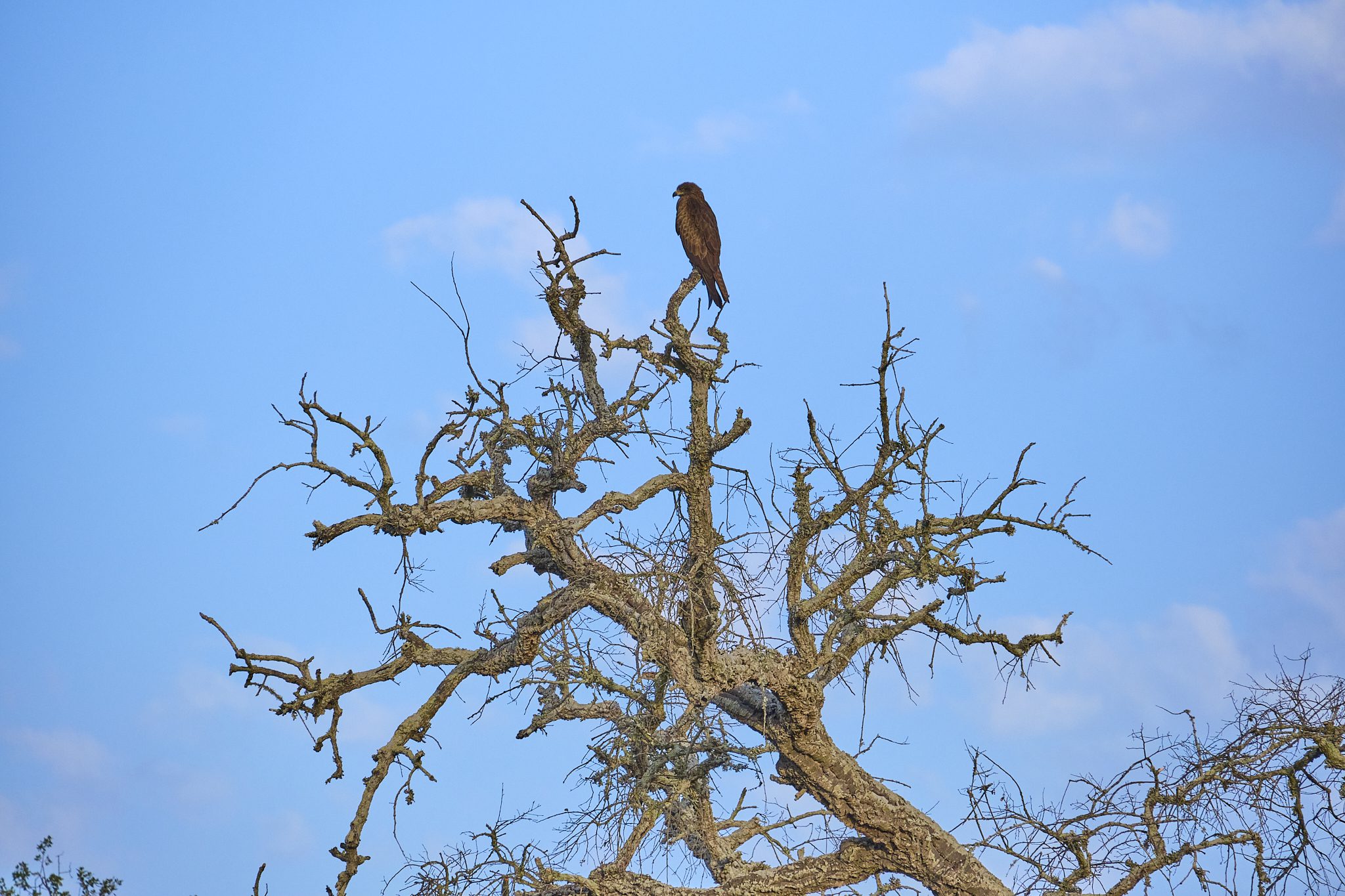 Doñana