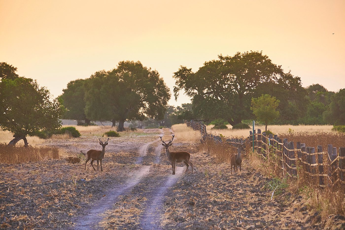 Parque Natural de Doñana