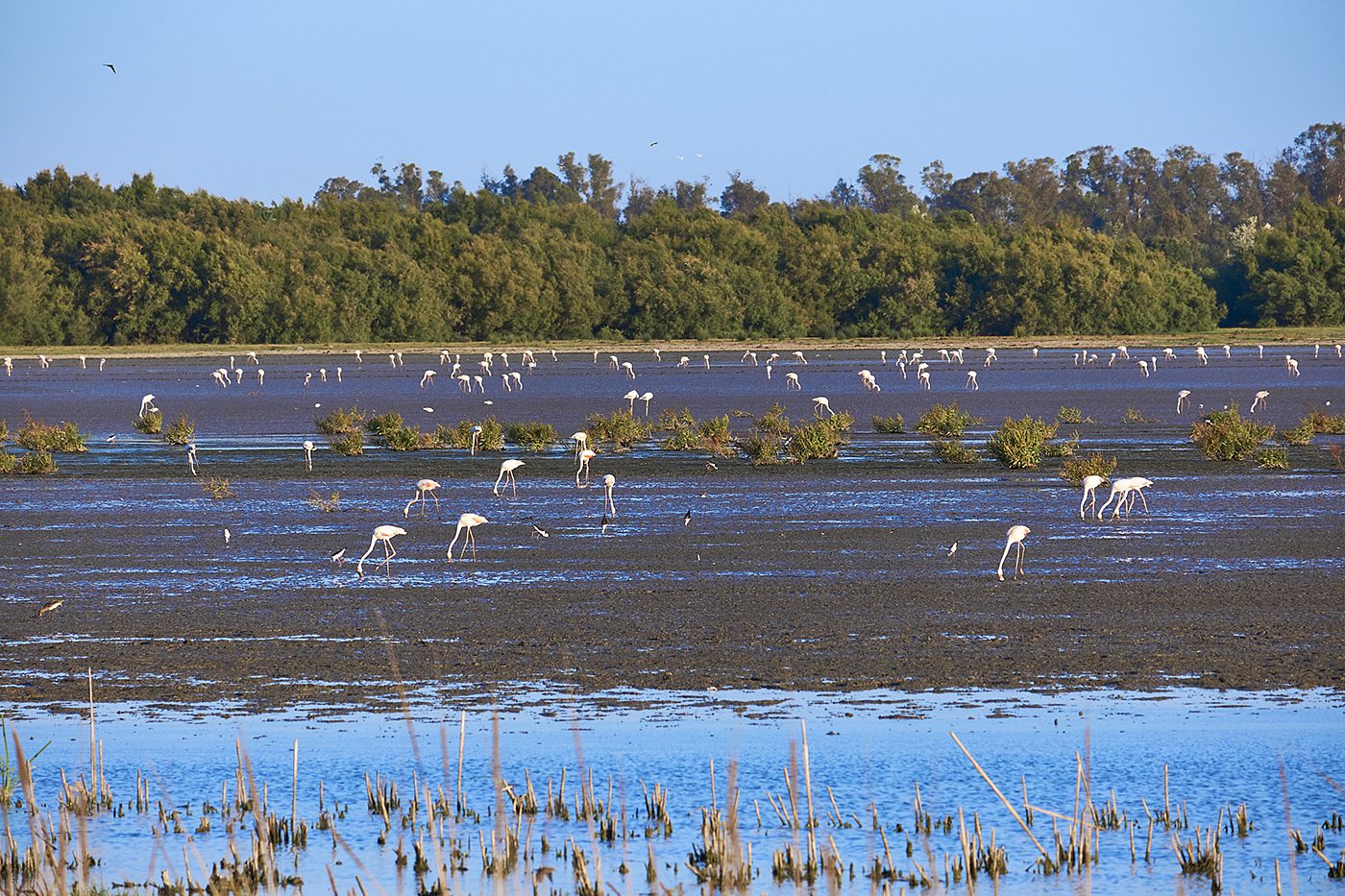 El Rocío, Huelva Doñana