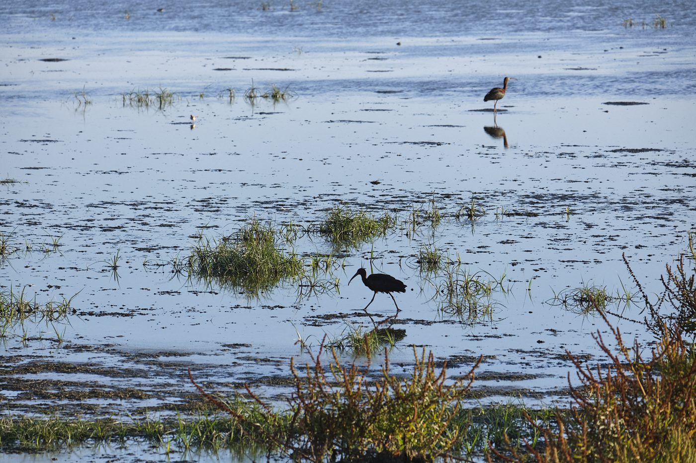 Marismas Doñana