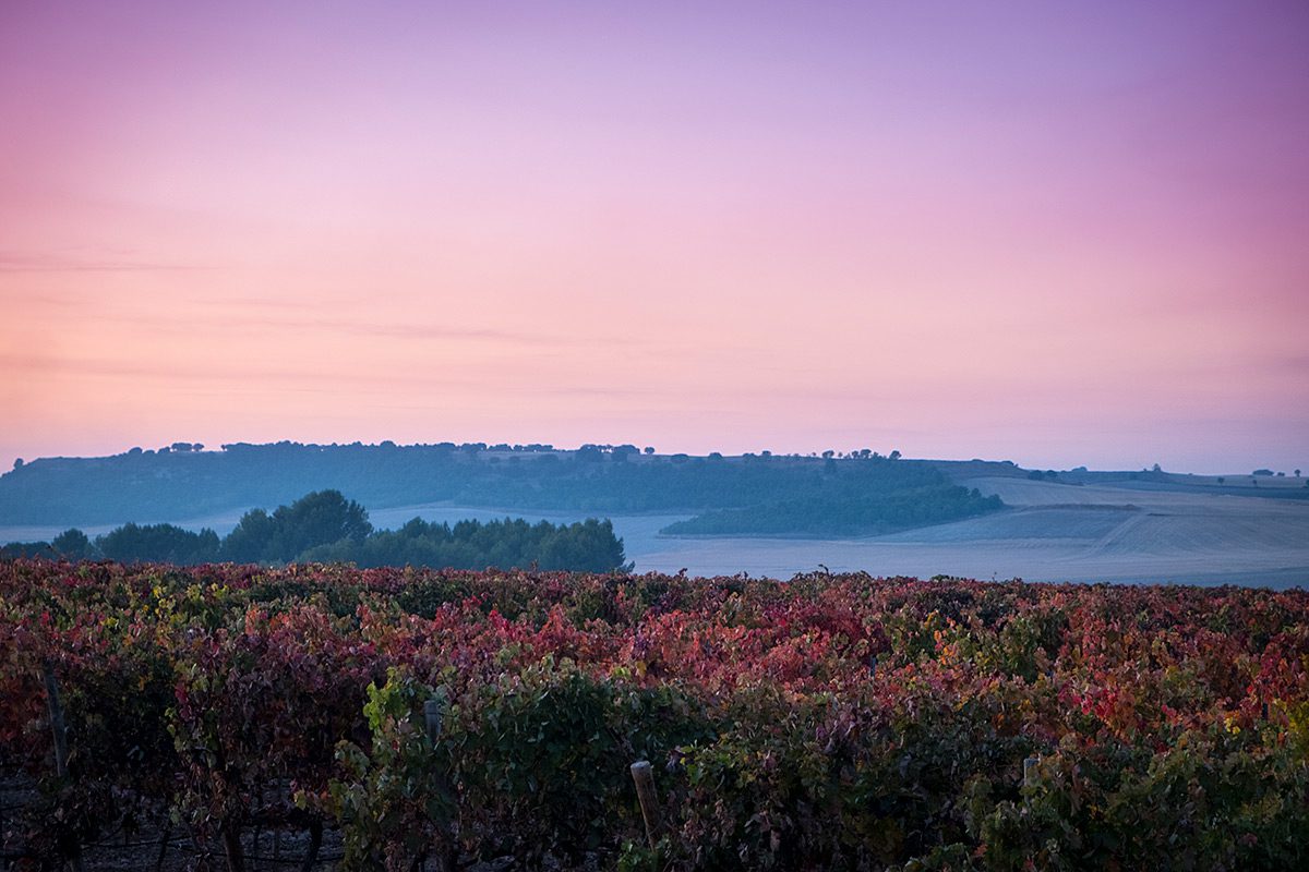 Viñedos en Cigales, Valladolid