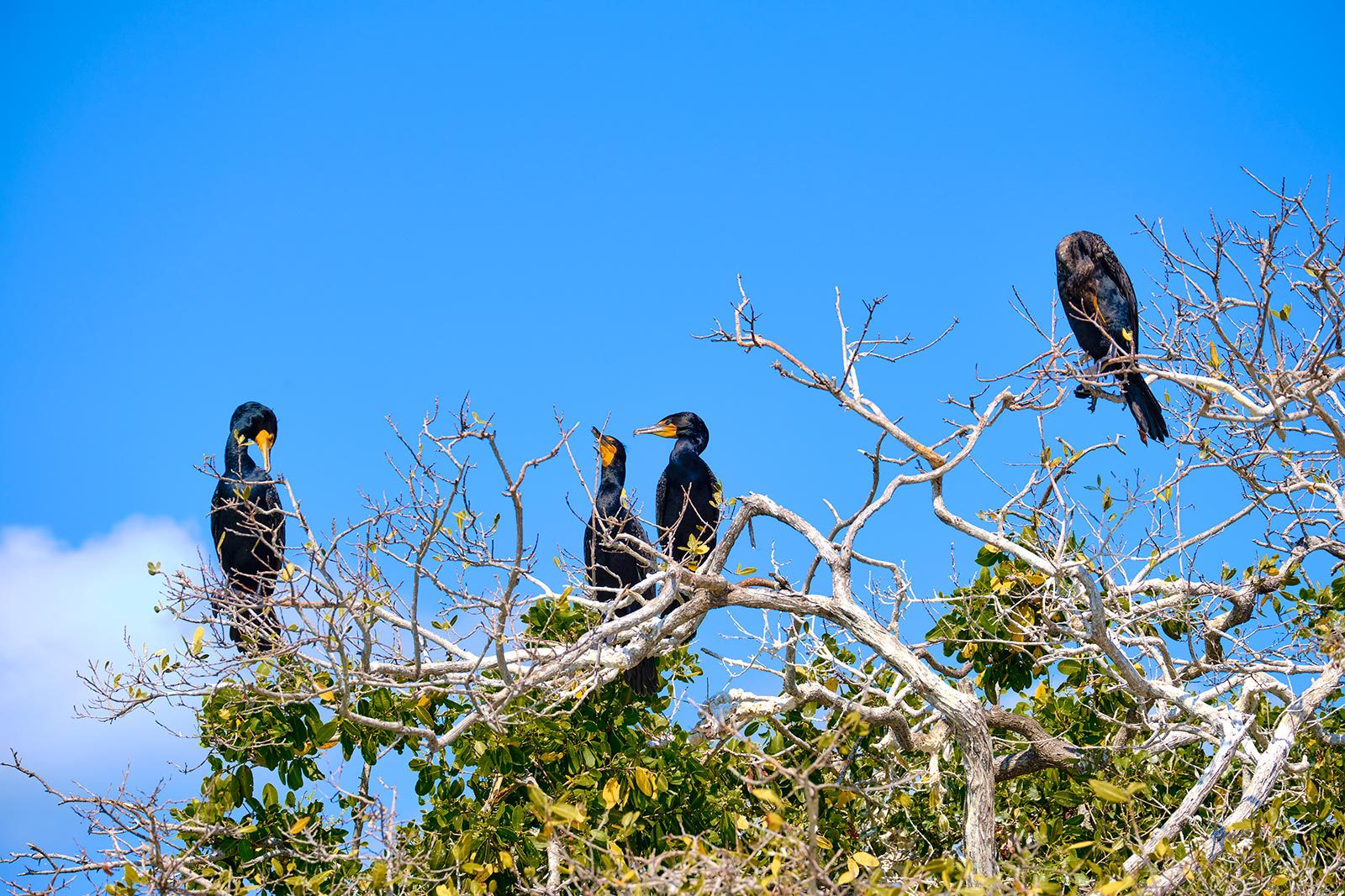 Aves isla Pasión