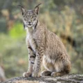 Lince ibérico