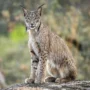 Lince ibérico