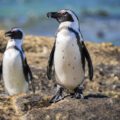 Pingüinos africanos fotografiados en Ciudad de El Cabo / Annaïs Pascual ©