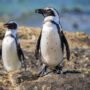 Pingüinos africanos fotografiados en Ciudad de El Cabo / Annaïs Pascual ©