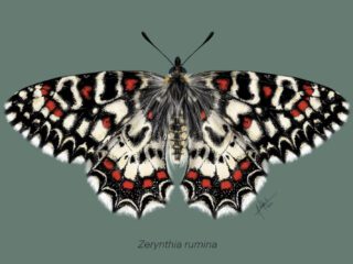 Mariposa arlequín | © Ainhoa Lekuona