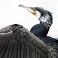 Imagen de un cormorán