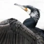 Imagen de un cormorán