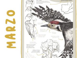 Calendario aves. Loubé ©