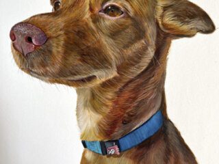 Retrato de mascota. Yaniture ©