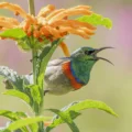 Cinnyris chalybeus south africa