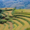 Campos de arroz en Lào-Cai, norte de Vietnam