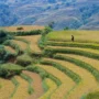 Campos de arroz en Lào-Cai, norte de Vietnam