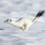 Un armiño, con su característico pelaje blanco
