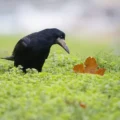 Ejemplar de graja (Corvus frugilegus)
