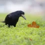 Ejemplar de graja (Corvus frugilegus)