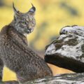 Lince ibérico