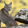 Lince ibérico
