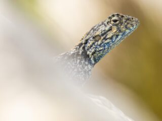 Lagarto agama soleándose en una fresca mañana en Sudáfrica | Annaïs Pascual ©