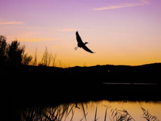 Una ardeida levanta el vuelo con las primeras luces del día en una laguna cercana a Madrid | Annaïs Pascual ©