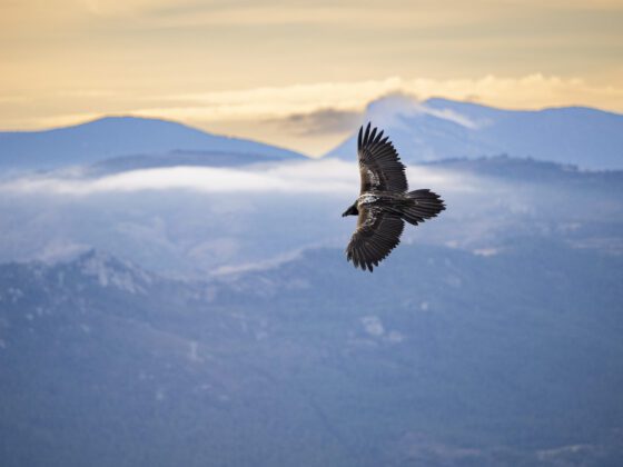Quebrantahuesos volando por encima de las cumbres en el PrePirineo leridano | Annaïs Pascual ©