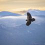 Quebrantahuesos volando por encima de las cumbres en el PrePirineo leridano | Annaïs Pascual ©