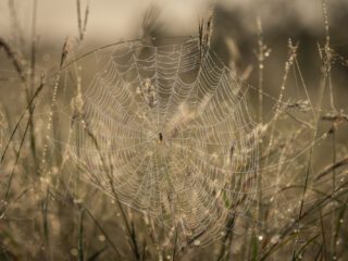 Araña en su orbe con el rocío de la mañana en Sudáfrica | Annaïs Pascual ©