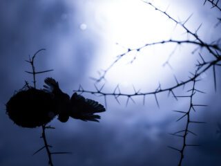Un tejedor accede a su nido, pero la imagen está tomada desde el reflejo en el agua. La modificación de la temperatura de color en cámara ayuda a dar un toque estético a una imagen de altísimo contraste | Annaïs Pascual ©