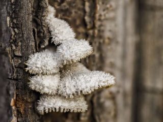 Hongos crecen en un pequeño árbol en un paseo de la ciudad de Madrid | Annaïs Pascual ©