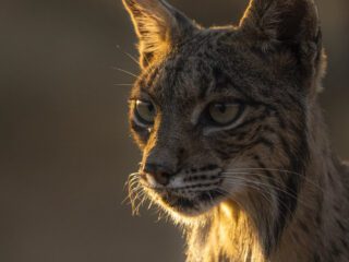 Retrato de lince ibérico en una clave medio baja | Annaïs Pascual ©