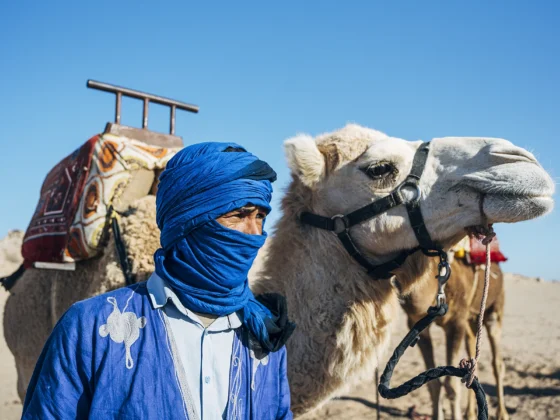 Dromedario en el desierto de Dajla