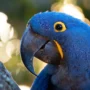 Guacamayo jacinto