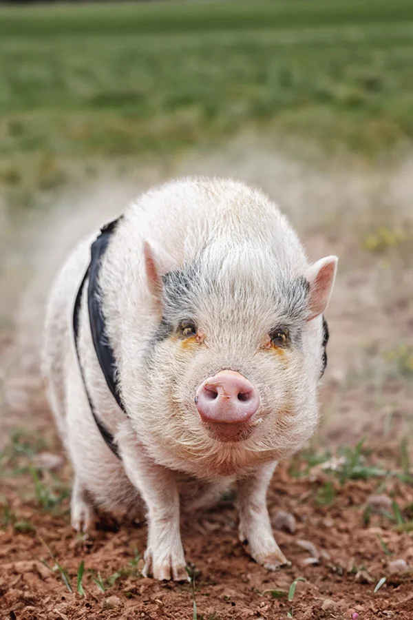 Bulla, cazadora de trufas