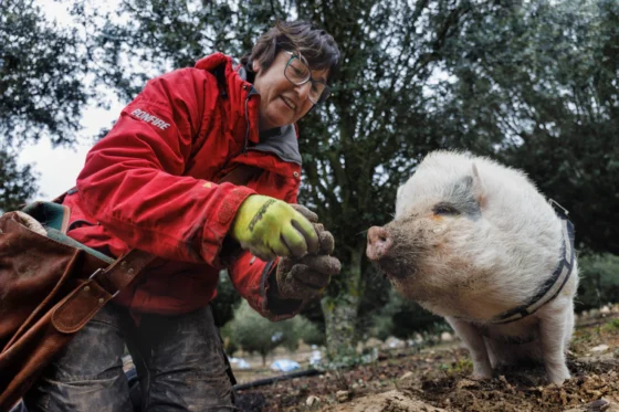 Encitruf, caza de trufa en Soria