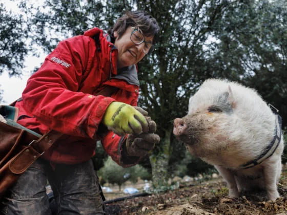Encitruf, caza de trufa en Soria