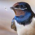 Golondrina común aportando material al nido | © Annaïs Pascual