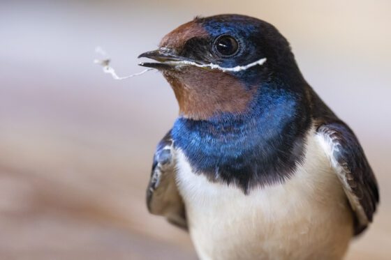 Golondrina común aportando material al nido | © Annaïs Pascual