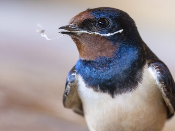 Golondrina común aportando material al nido | © Annaïs Pascual