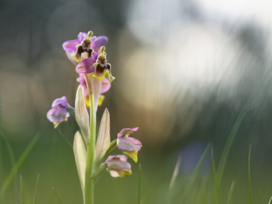 Orquídea avispa | © César Gil