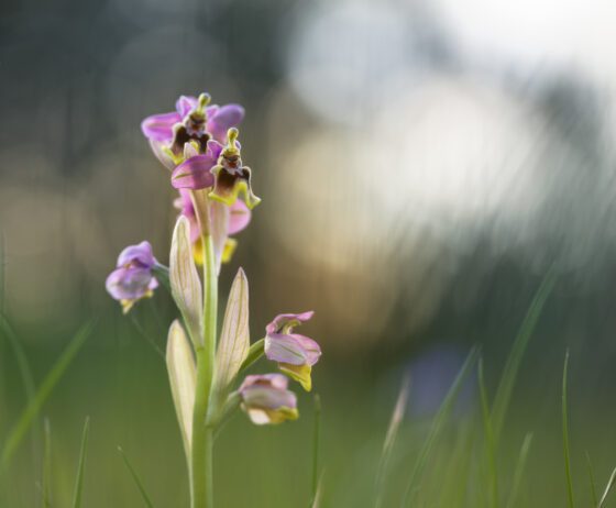Orquídea avispa | © César Gil